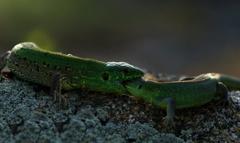 ящерица Визит к стоматологу... фото превью