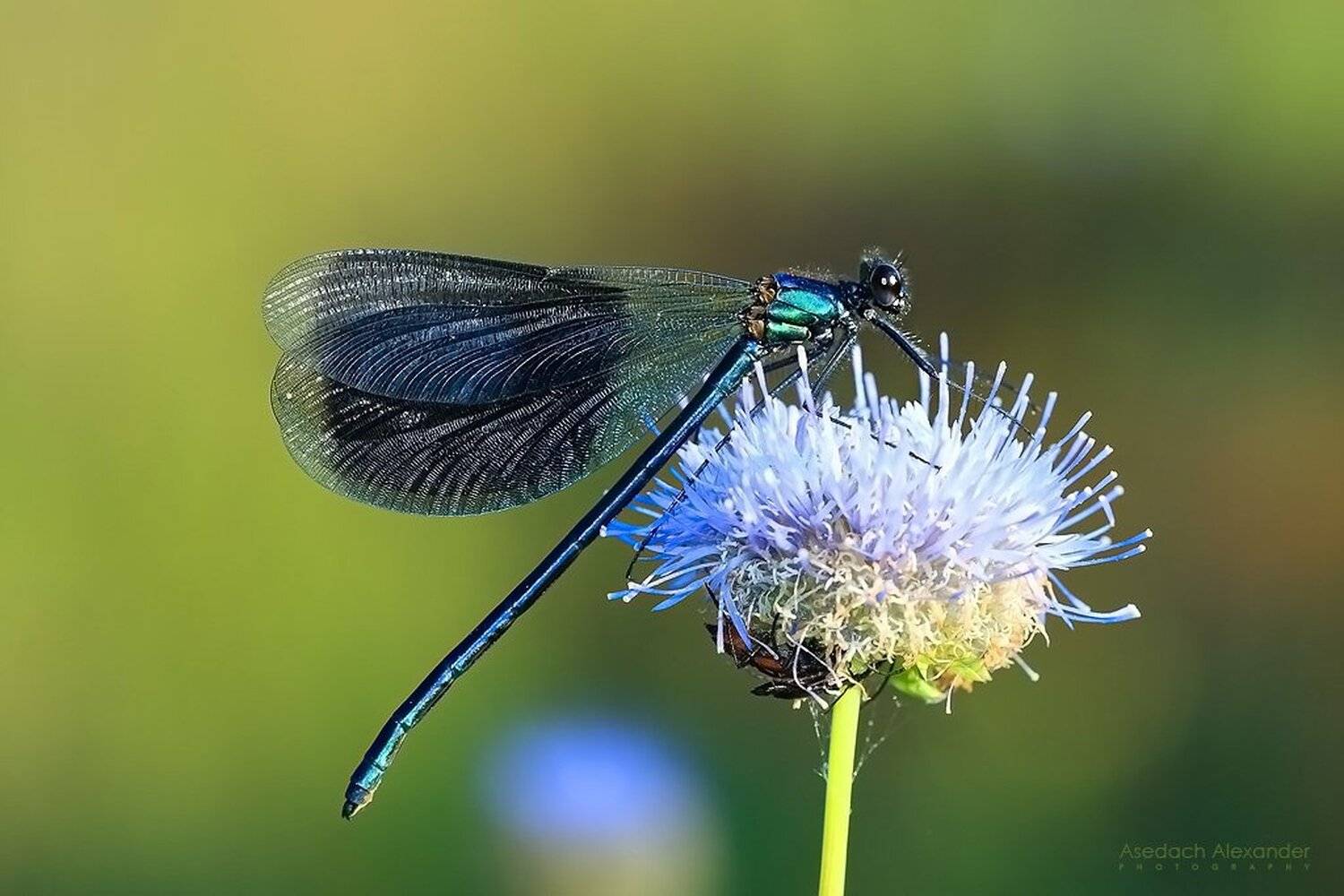 , Александр Аседач