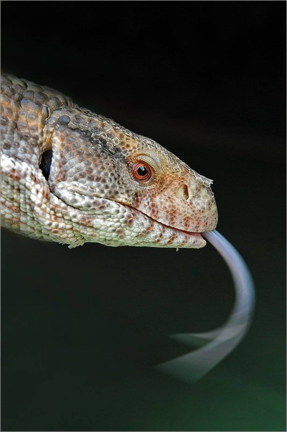 , Борис Пирог