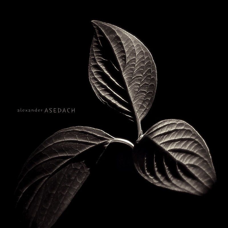 квадратный монохром фото превью