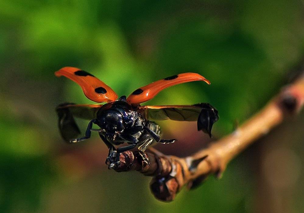 божья коровка,макро, Татьяна Аверина