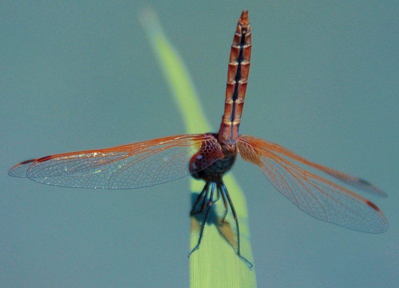 Гимнастка фото превью