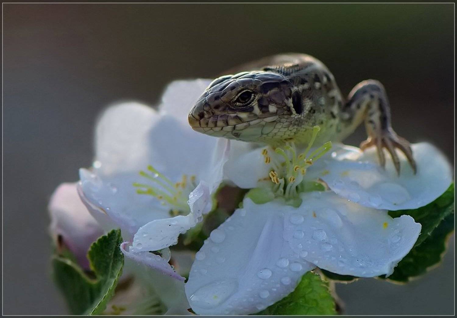 ящерица, Татьяна Аверина
