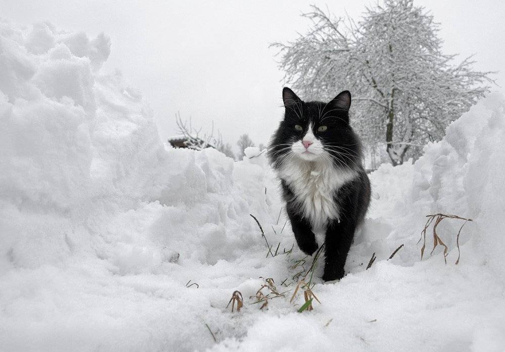 козлов артур, кот, животные, снег, зима, сугробы, тропинка, Артур