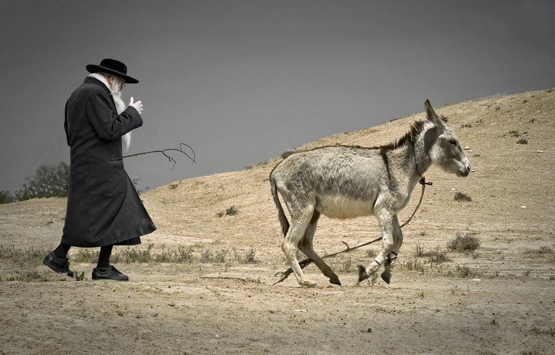 раби шимон, осел, пустыня, зоар Погонщик ослов фото превью
