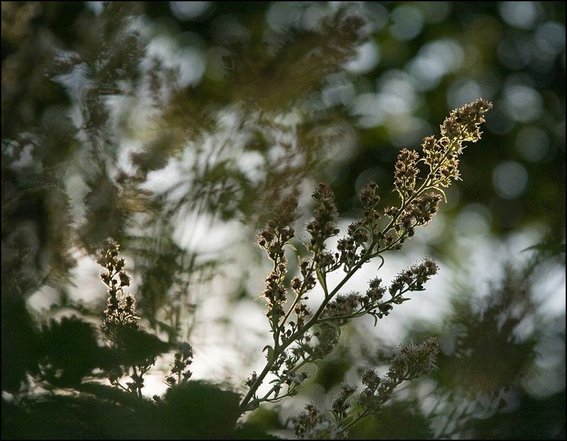 2010 ****** фото превью