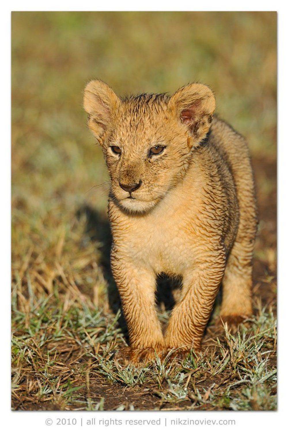 африка, лев, львенок, прайд, дикие, животные, танзания, николай, зиновьев, Николай Зиновьев