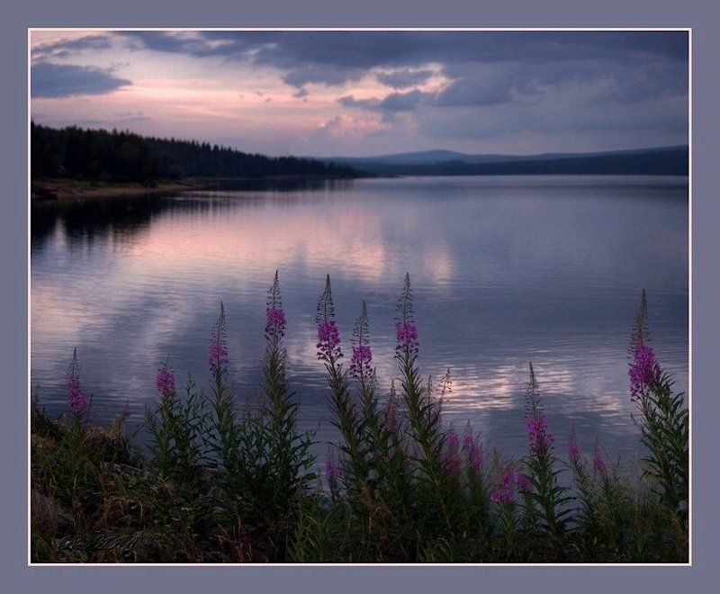 Как сиреневым туманом полыхает Иван-чай... фото превью