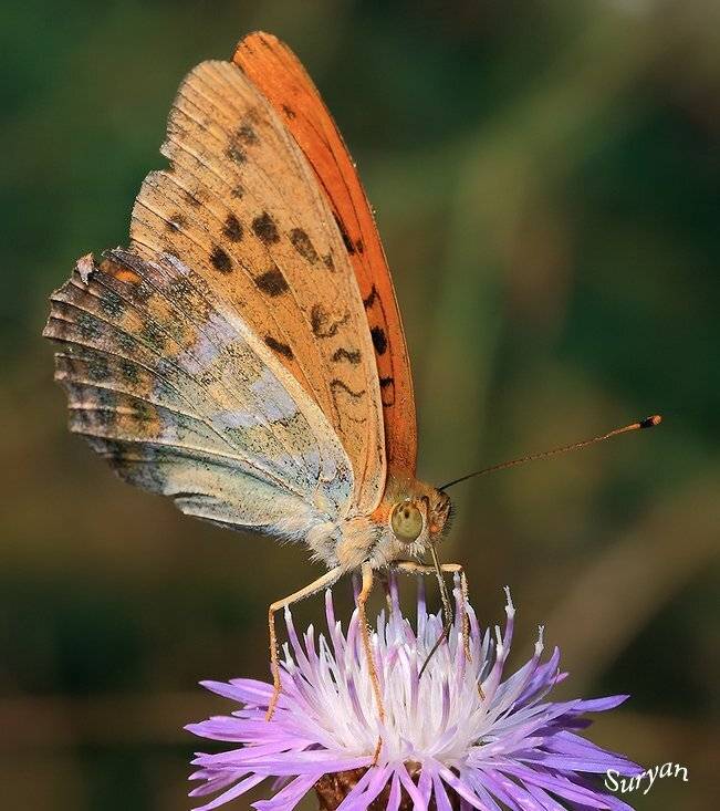 лето, бабочка, трава, Олег Сурьянинов