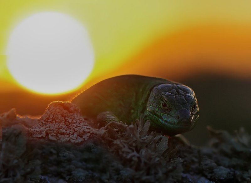 ящерица Украденное солнце.... фото превью