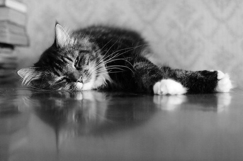 Коты-роялисты фото превью