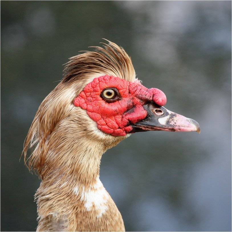 индоутка, КарОл