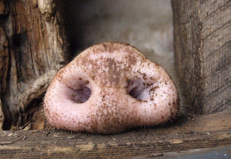 поросенок, свинья, пятачок, пятак, гриб, прятки, хлев Ху is Ху фото превью