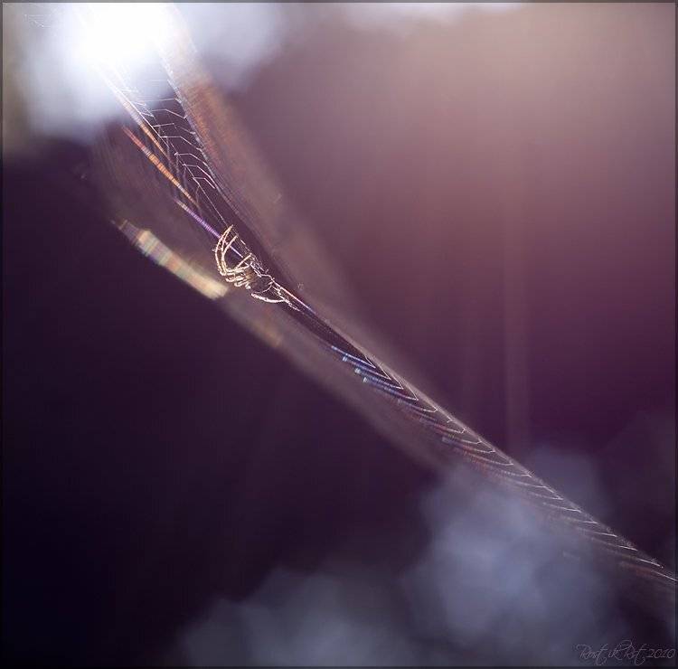 , Ростислав