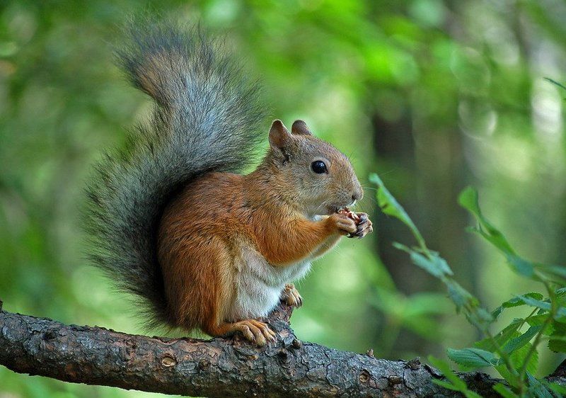 на сучке фото превью