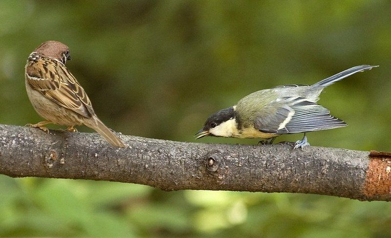 забияка фото превью