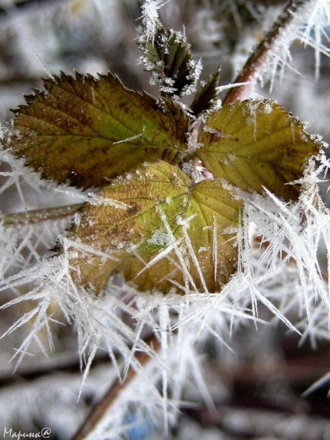 макро, Маринк@