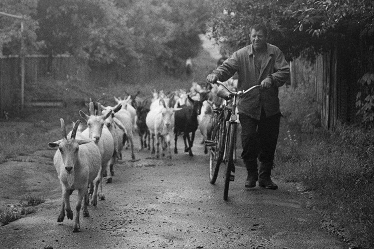 зенит е , плёнка, Noise