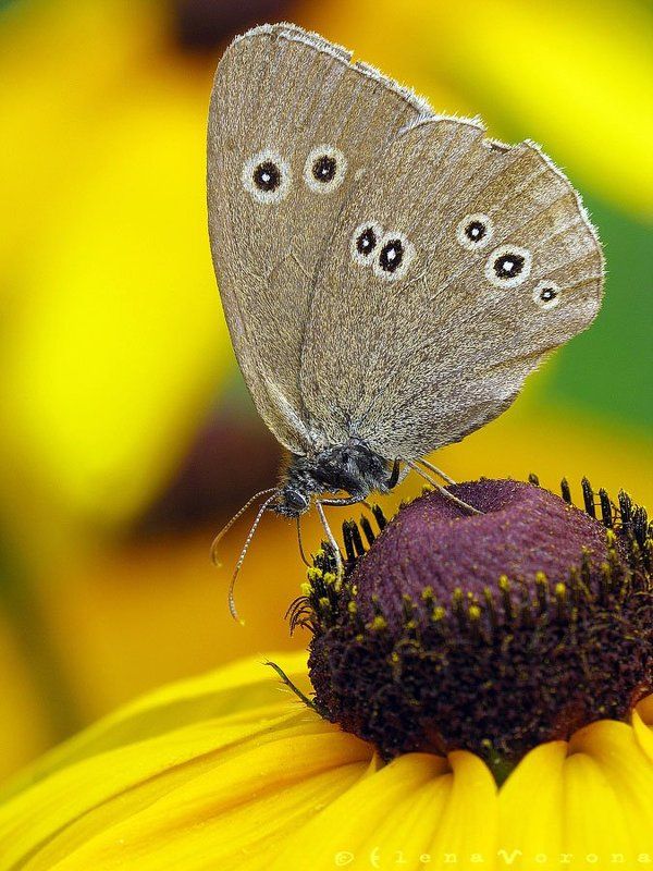 цветочный, глазок, иперант, [aphantopus, hyperantus] летняя фото превью