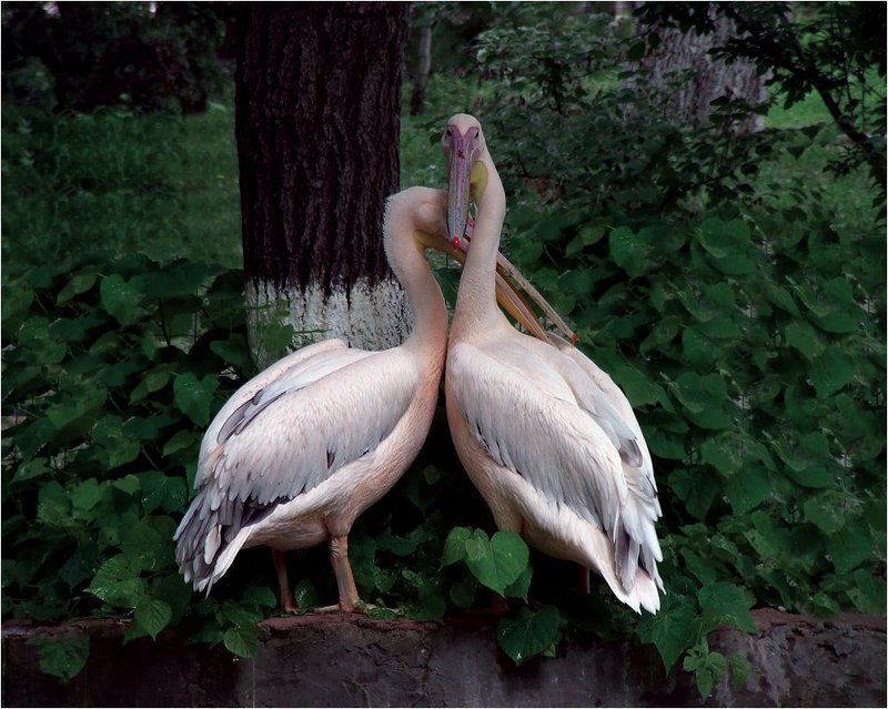 Не подглядывать фото превью