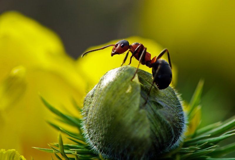Я от бабушки ушел,я от дедушки ушел... фото превью