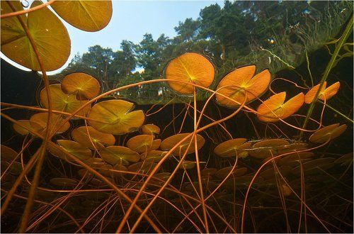 Линии лилии