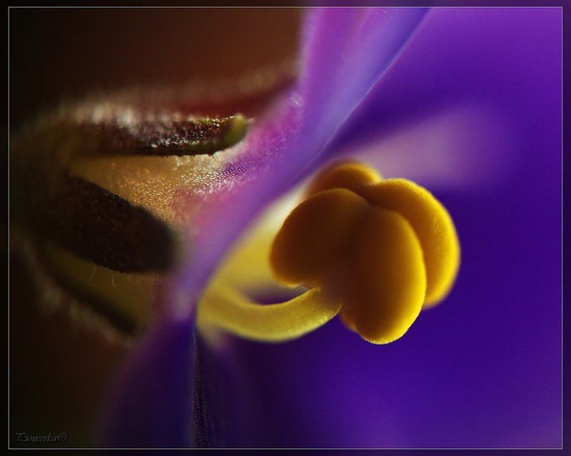 макро,цветы В самое сердце цветка.... фото превью