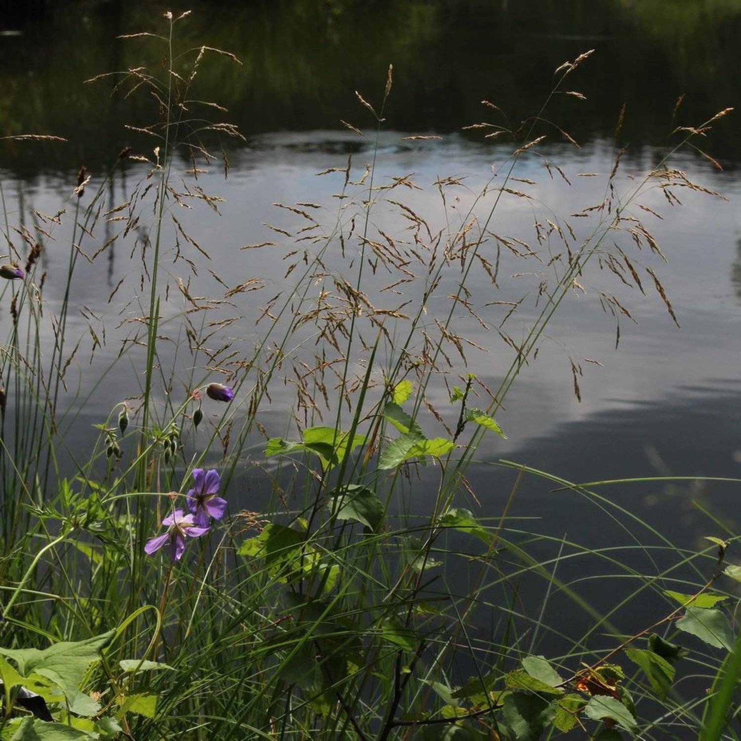 лето,озеро,олег кулаков, Олег Кулаков