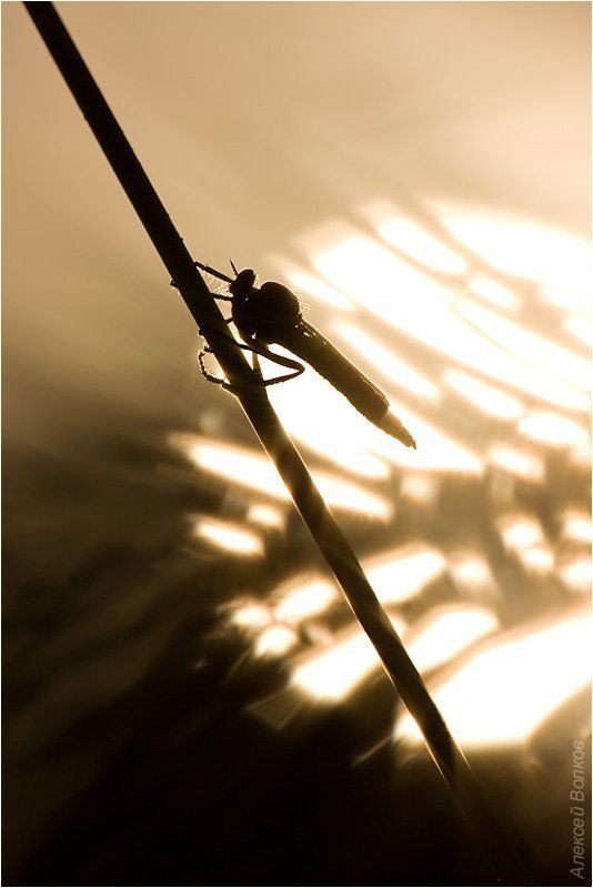 ктырь, солнце, утро Зной фото превью