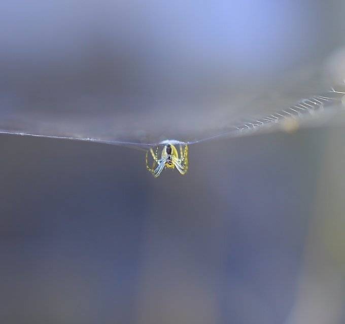 макро., Александр