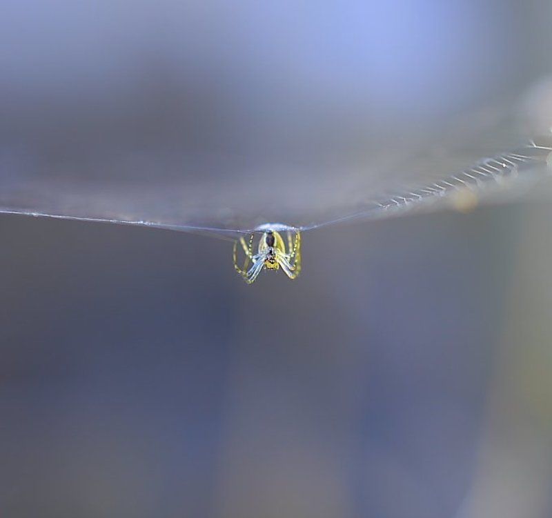 макро. Охотник фото превью