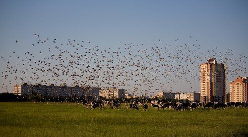 Городские бурёнки