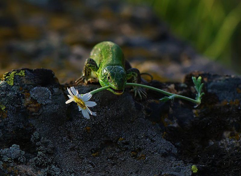 ящерица Я в зубах ромашку,милой принесу! фото превью