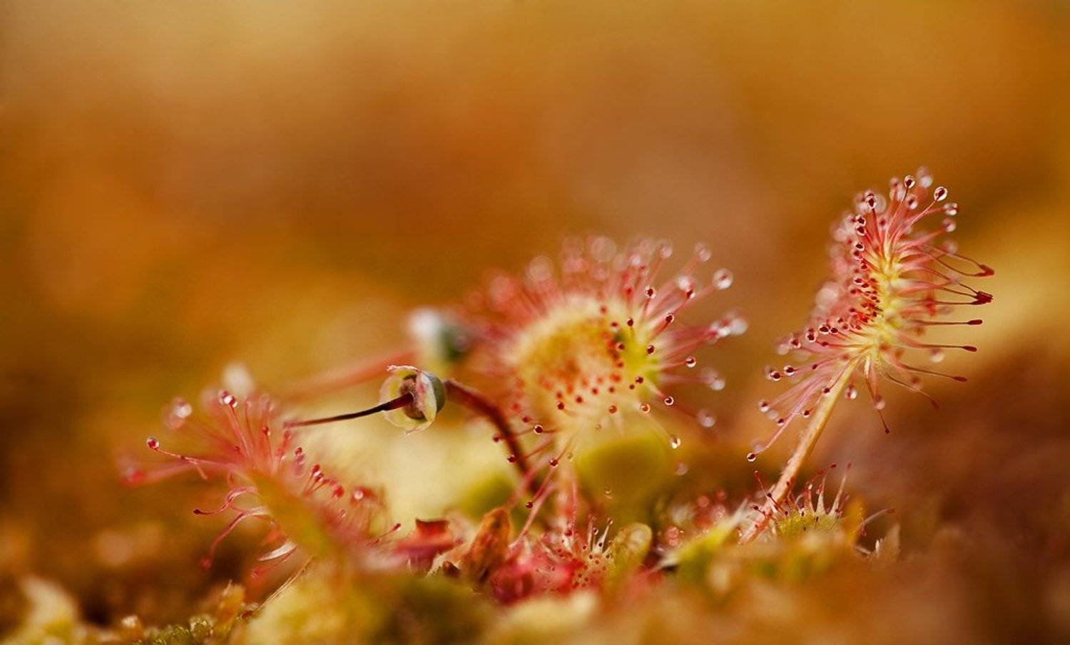 росянка, липучка, Юлия