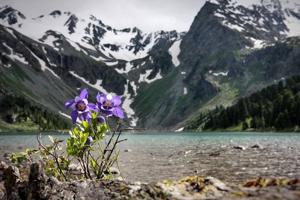 алтай, мультинские, озера, аквилегия, Васенин Валерий