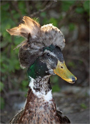 Модница из утиных