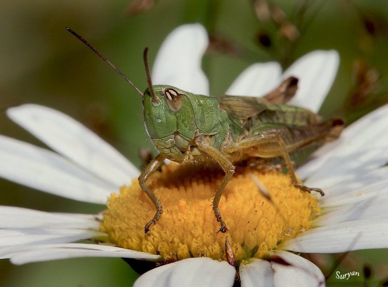 лето, ромашка, кузнечик, кобылка Верхом на ромашке фото превью