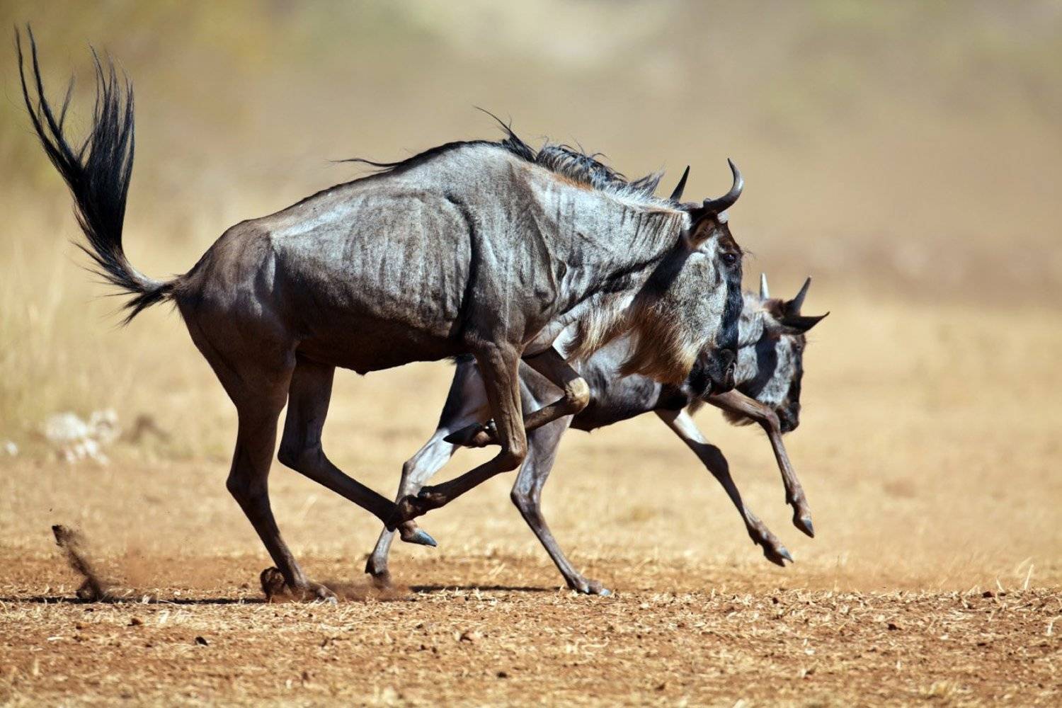 africa;, masai, mara;, masai, mara, national, park;, animal;, antelope;, antilopinae;, landscape;, mammal;, national, park;, safari;, savanna;, африка;, кения;, масаи, мара;, антилопа;, антилопа, гну;, животные;, заповедник;, млекопитающие;, пейзаж;, сonn, Роман Мурушкин