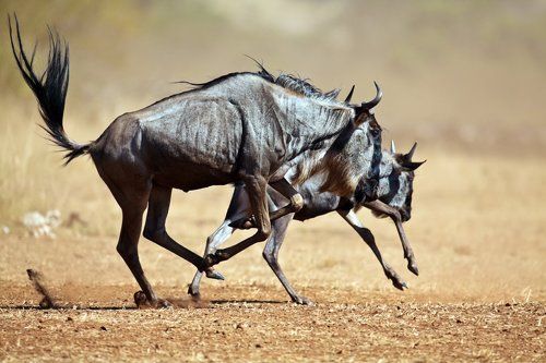Африканский степ.