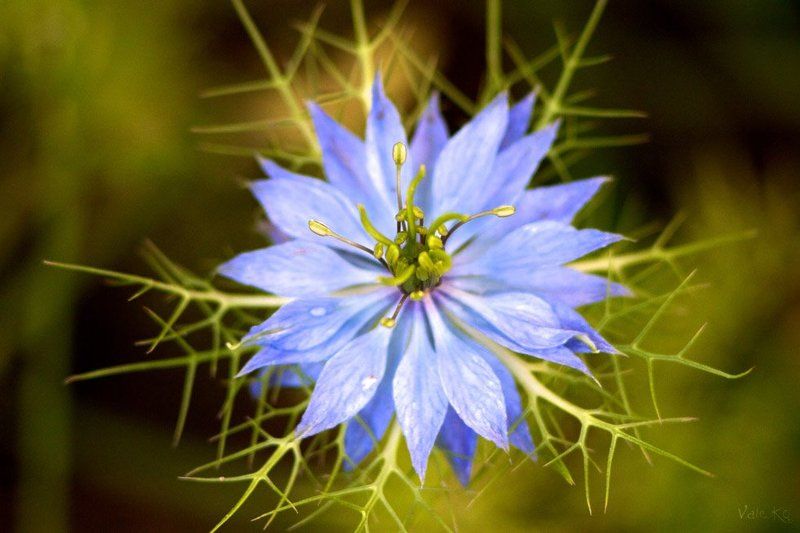 Девица в зелени фото превью