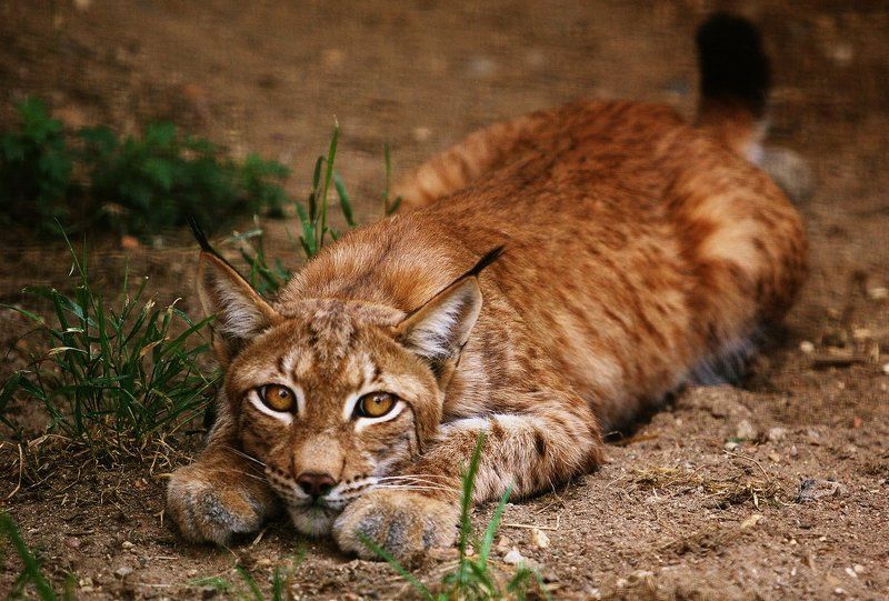 Про рысь фото превью