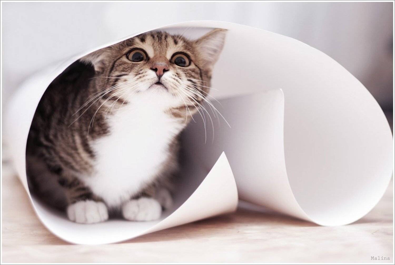 киса, кошка, ватман, газета, любопытность, игры, Алина Рафаловская