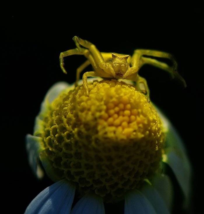 паук, Татьяна Аверина