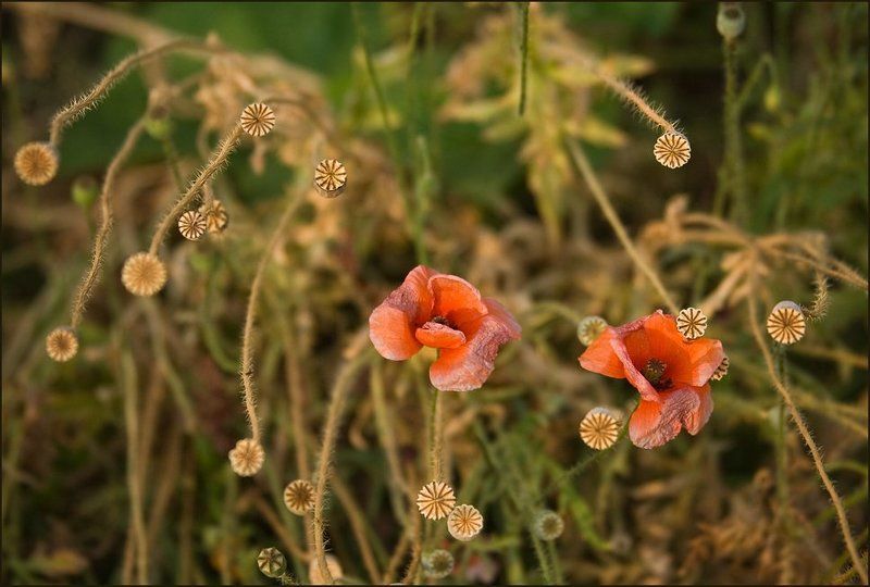2010 Солнце - Не Грустит Не Печалится... фото превью