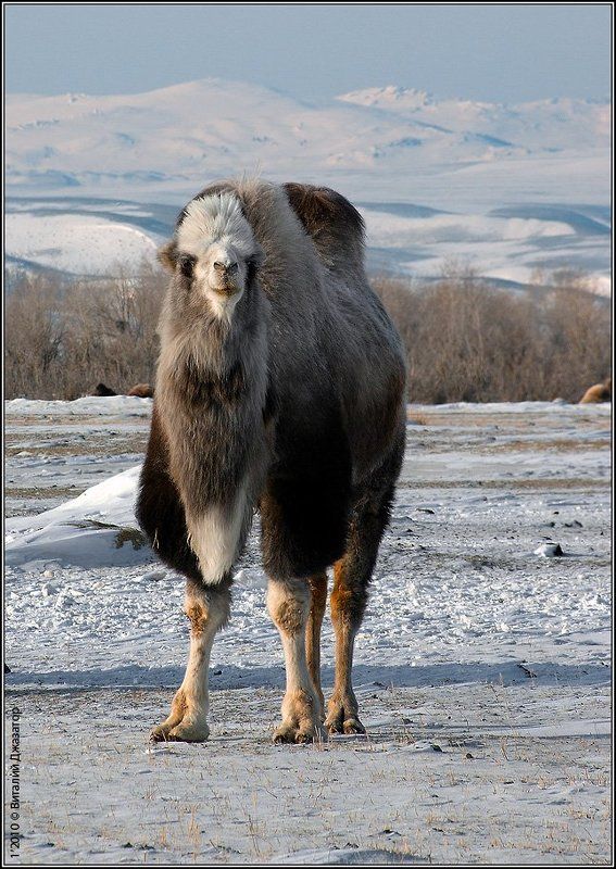 верблюд Чуйские корабли морозных степей фото превью