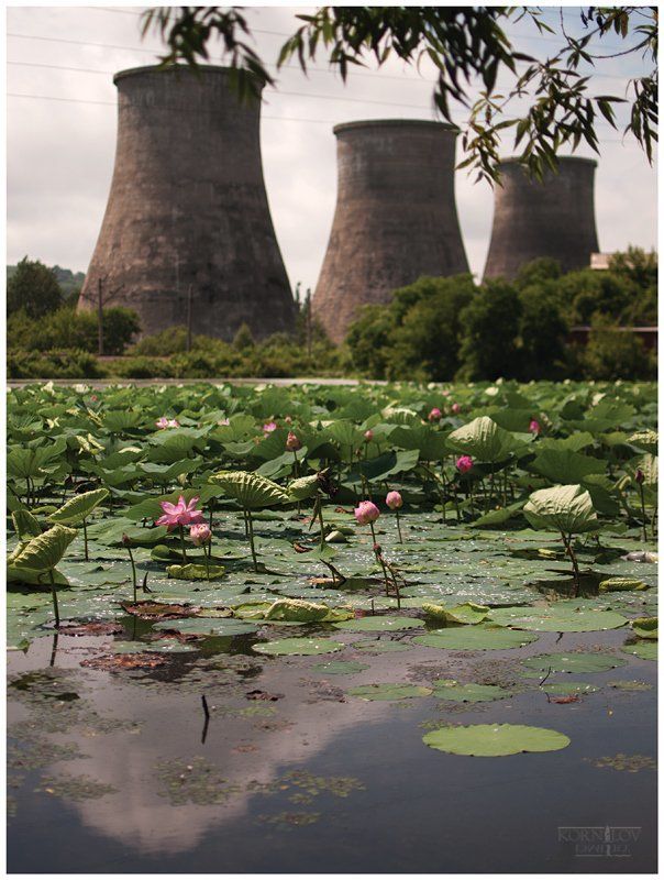 лотосы, цвет, пруд, северные, земли, дмитрий, корнилов ### фото превью