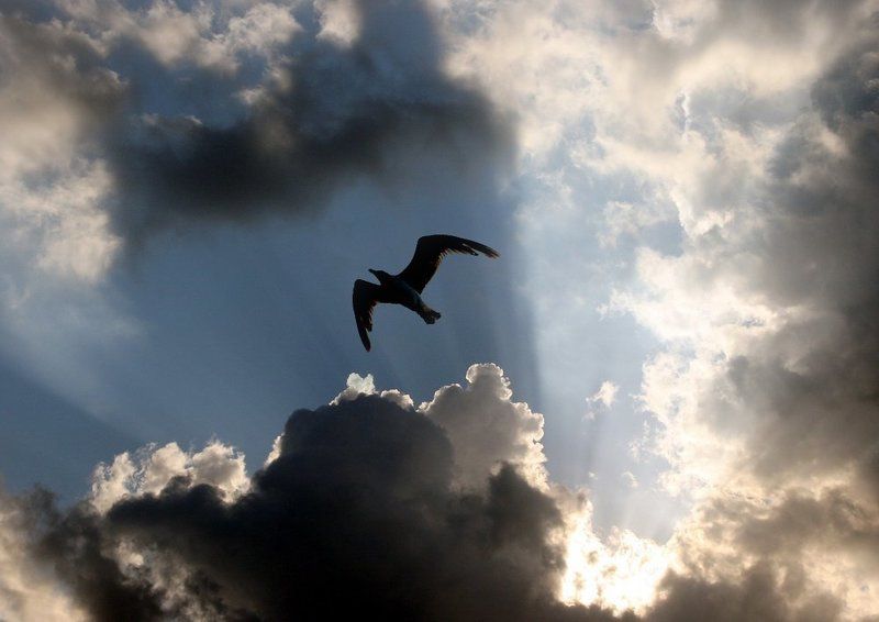 про свет фото превью