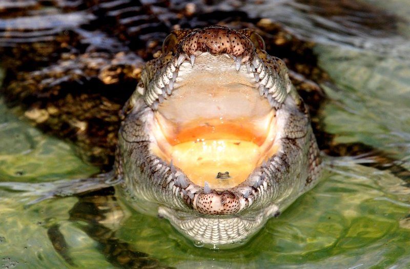 крокодил Дом, милый дом... фото превью