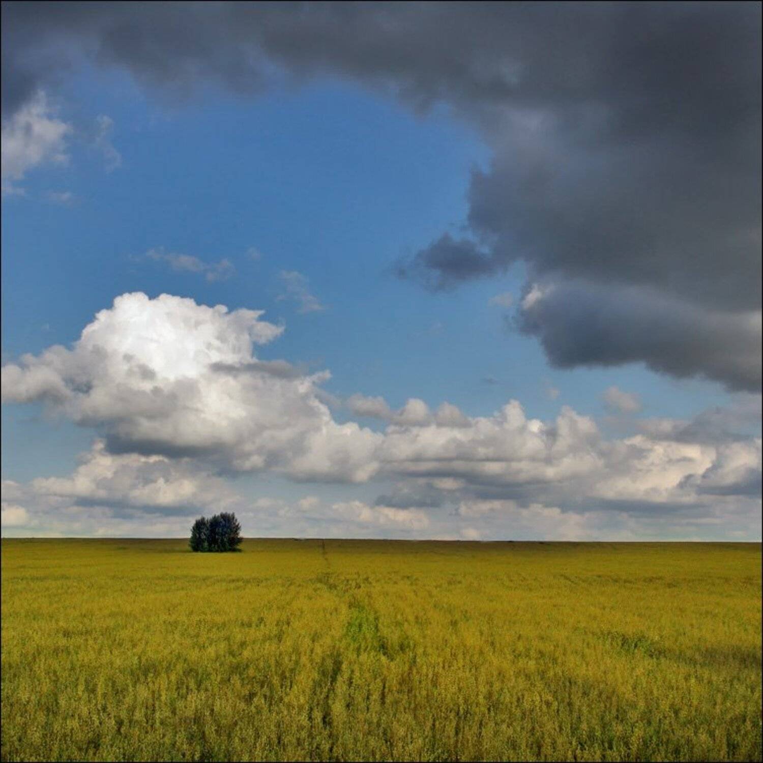 небо, поле, Тарасов Алексей