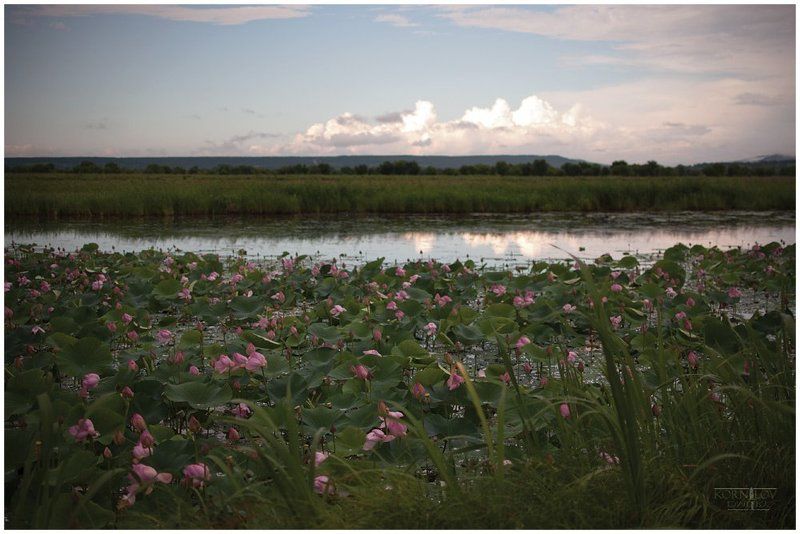 лотосы, цвет, пруд, северные, земли, дмитрий, корнилов ### фото превью